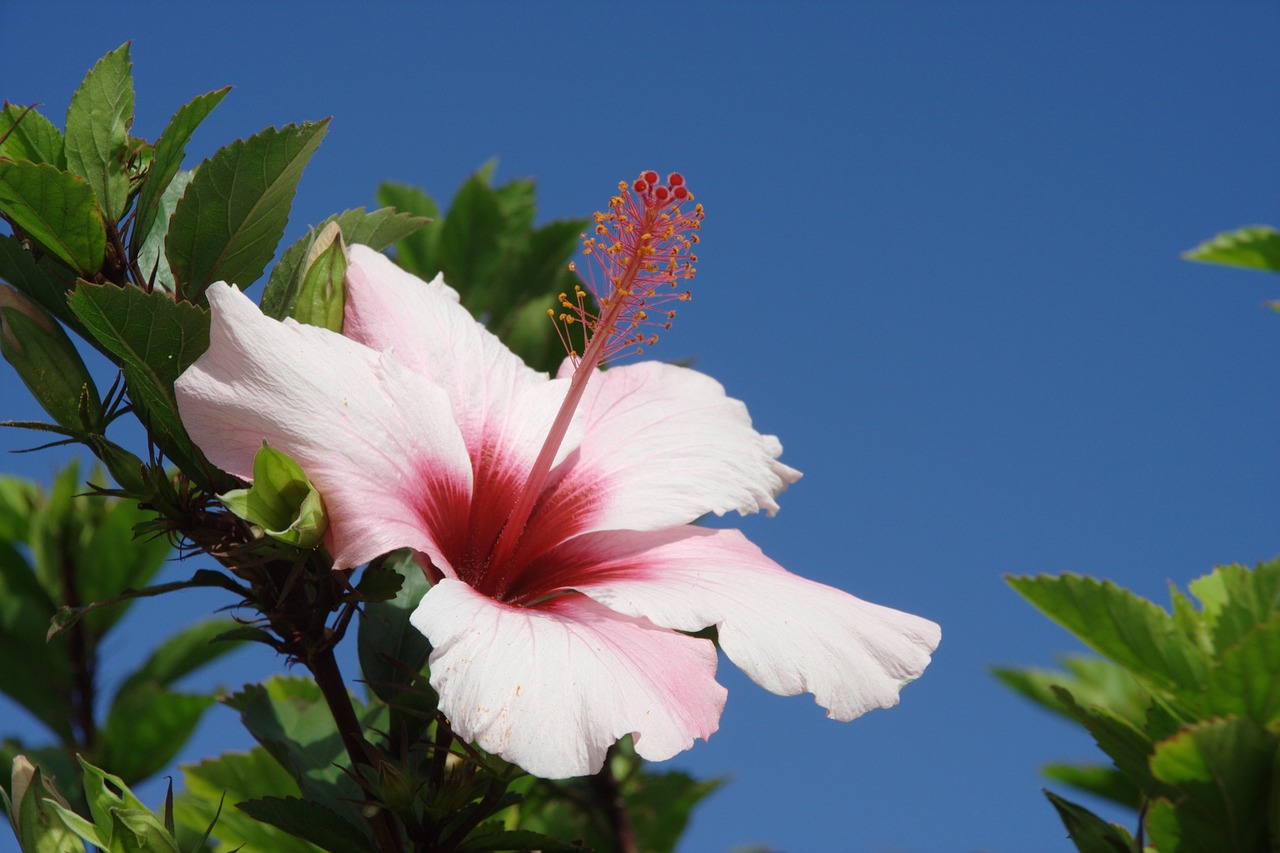 Eco-Friendly Ways to Enjoy Portugal’s Madeira Island